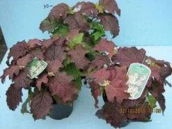 Eikenbladhortensia (Hydrangea Quercifolia 'Snow Queen') -Tuinplanten Winkel 20101207123736 4