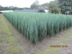 Jeneverbes (Juniperus Scopulorum 'Blue Arrow') -Tuinplanten Winkel 20101207124621 10