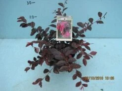 Loropetalum (Loropetalum 'Fire Dance') -Tuinplanten Winkel 20101207125111 3