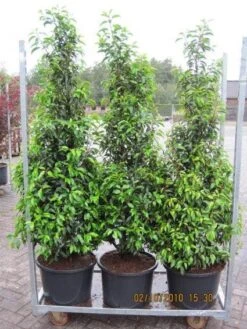 Portugese Laurier (Prunus Lusitanica 'Angustifolia') -Tuinplanten Winkel 20101207130505 14