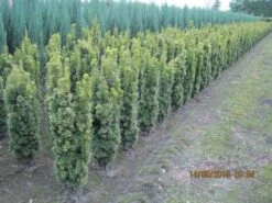 Gele Zuiltaxus (Taxus Baccata 'Fastigiata Aurea') -Tuinplanten Winkel 20101207130912 16