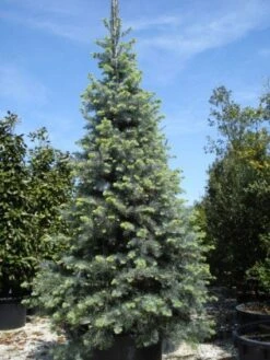 Colorado Zilverspar (Abies Concolor) 11 Colorado Zilverspar (Abies Concolor) -Tuinplanten Winkel 20101207140546 7