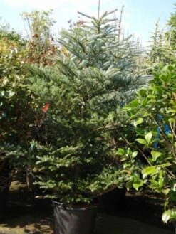 Koreaanse Zilverspar (Abies Koreana) -Tuinplanten Winkel 20101207141134 7