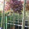 Japanse Esdoorn Op Stam (Acer Palmatum 'Fireglow') -Tuinplanten Winkel 20101207154805 2