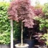 Japanse Esdoorn Als Boom (Acer Palmatum 'Inabe-shidare') -Tuinplanten Winkel 20101207164028 4