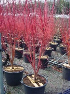 Japanse Esdoorn (Acer Palmatum 'Sangokaku') -Tuinplanten Winkel 20101207165353 9