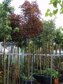 Noorse Esdoorn (Acer Platanoides 'Crimson Sentry') -Tuinplanten Winkel 20101207170846 12