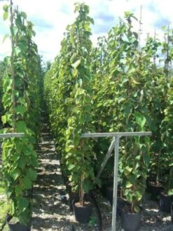 Kiwiplant (Actinidia 'Jenny') -Tuinplanten Winkel 20101207175831 2