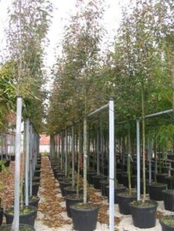 Krentenboom (Amelanchier Arborea 'Robin Hill') -Tuinplanten Winkel 20101209111140 10