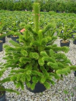 Apeboom (Araucaria Araucana) -Tuinplanten Winkel 20101209111447 17