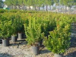 Aardbeiboom Als Struik (Arbutus Unedo) -Tuinplanten Winkel 20101209111801 7