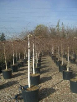 Prieelberk (Betula Pendula 'Youngii') -Tuinplanten Winkel 20101209130348 14