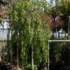 Prieelberk (Betula Pendula 'Youngii')