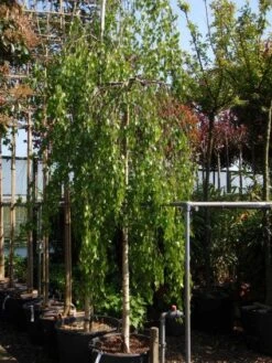 Prieelberk (Betula Pendula 'Youngii')