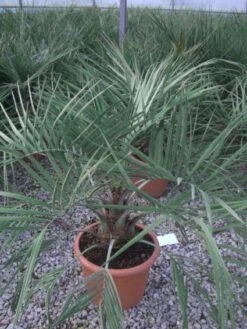 Geleipalm (Butia Capitata) -Tuinplanten Winkel 20101209131859 6