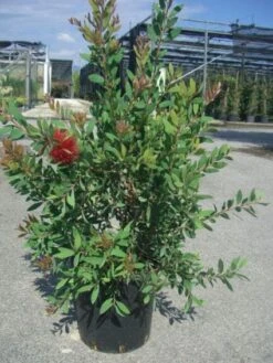 Lampepoetserplant (Callistemon Laevis) -Tuinplanten Winkel 20101209135608 6