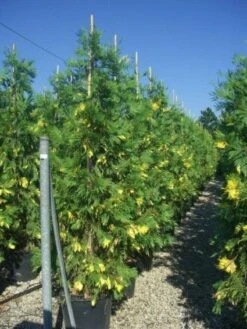 Bonte Libocedrus (Calocedrus Decurrens 'Aureovariegata') -Tuinplanten Winkel 20101209142007 5