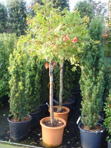 Trompetbloem, Halfstam (Campsis Tagliabuana 'Mme Galen') 4 Trompetbloem, Halfstam (Campsis Tagliabuana 'Mme Galen') - Afbeelding 2