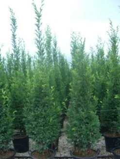 Tuinplanten Winkel -Tuinplanten Winkel 20101210141131 9