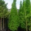 Zuilhaagbeuk (Carpinus Betulus 'Frans Fontaine') -Tuinplanten Winkel 20101210141344 9