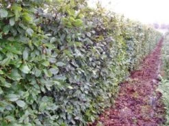 Haagbeuk (Carpinus Betulus)