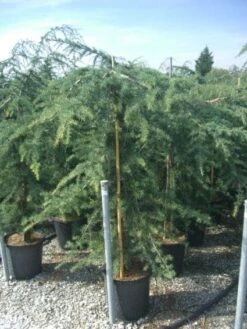 Treurceder (Cedrus Deodara 'Pendula') -Tuinplanten Winkel 20101212154242 13