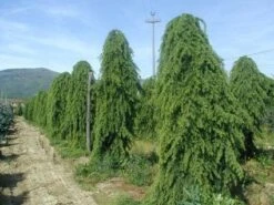 Treurceder (Cedrus Deodara 'Pendula') -Tuinplanten Winkel 20101212154305 13
