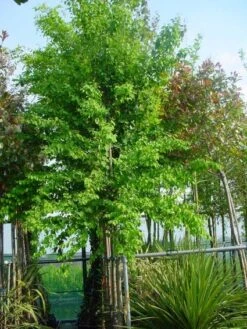 Katsoera Als Boom (Cercidiphyllum Japonicum) -Tuinplanten Winkel 20101212165358 7