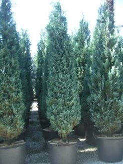 Blauwe Haagconifeer (Chamaecyparis Lawsoniana 'Columnaris') -Tuinplanten Winkel 20101212165534 14