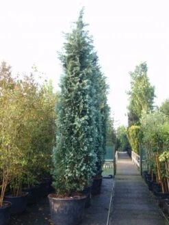 Blauwe Haagconifeer (Chamaecyparis Lawsoniana 'Columnaris') -Tuinplanten Winkel 20101212165754 14