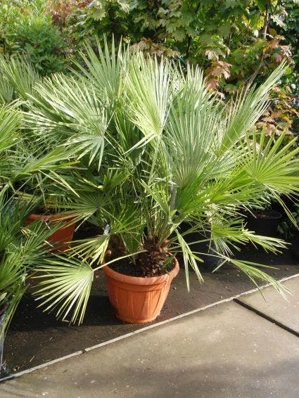 Dwergpalm (Chamaerops Humilis) 4 Dwergpalm (Chamaerops Humilis) - Afbeelding 2