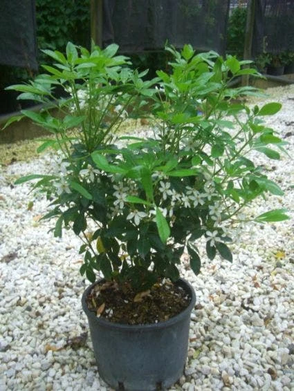 Choisya (Choisya Ternata) 10 Choisya (Choisya Ternata) - Afbeelding 8