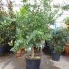 Citroen (Citrus Lemonium) -Tuinplanten Winkel 20101213091528 4