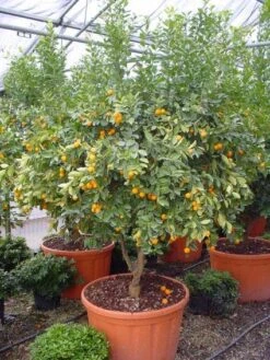 Kumquat (Citrus Kumquat) -Tuinplanten Winkel 20101213091756 7