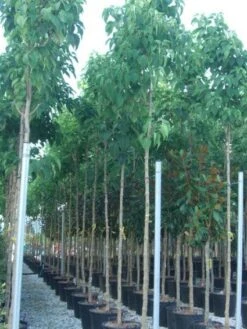 Pindakaasboom (Clerodendrum Trichotomum) -Tuinplanten Winkel 20101213092824 7