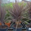 Cordyline (Cordyline Australis 'Atropurpurea') -Tuinplanten Winkel 20101213093508 8