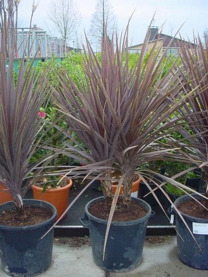 Cordyline (Cordyline Australis 'Atropurpurea') 3 Cordyline (Cordyline Australis 'Atropurpurea')