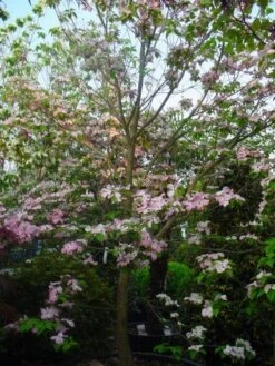 Amerikaanse Kornoelje (Cornus Florida 'Rubra') -Tuinplanten Winkel 20101213094837 7