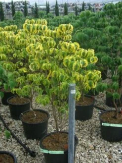 Kornoelje Op Stam (Cornus Florida 'Rainbow') -Tuinplanten Winkel 20101213095801 1