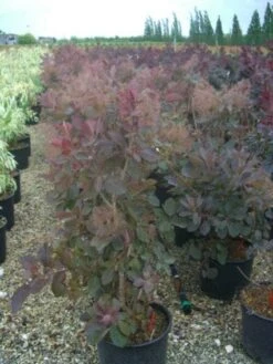 Pruikenboom (Cotinus 'Grace') 11 Pruikenboom (Cotinus 'Grace') -Tuinplanten Winkel 20101213101556 3