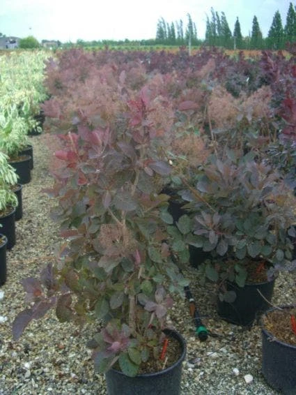 Pruikenboom (Cotinus 'Grace') 7 Pruikenboom (Cotinus 'Grace') - Afbeelding 5