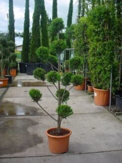 Cupressocyparis Als Pompon (Cupressocyparis Leylandii 'Castlewellan Gold' ) -Tuinplanten Winkel 20101213113337 7