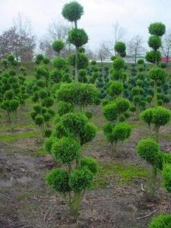 Cupressocyparis Als Bonsai (Cupressocyparis Leylandii 'Gold Rider') -Tuinplanten Winkel 20101213115003 2