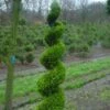 Cupressocyparis Als Spiraal (Cupressocyparis Leylandii 'Gold Rider') -Tuinplanten Winkel 20101213115400 5