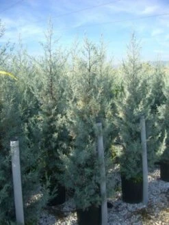 Cipres (Cupressus Arizonica 'Glauca') -Tuinplanten Winkel 20101213122927 13