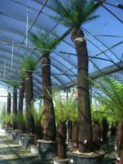 Boomvaren (Dicksonia Antarctica) -Tuinplanten Winkel 20101213133314 11