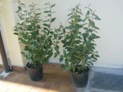 Olijfwilg (Elaeagnus Ebbingei) -Tuinplanten Winkel 20101213140319 13