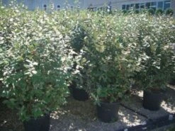 Olijfwilg (Elaeagnus Ebbingei) -Tuinplanten Winkel 20101213140403 13