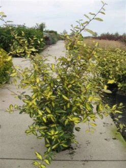Olijfwilg (Elaeagnus Pungens 'Maculata') -Tuinplanten Winkel 20101213142911 7