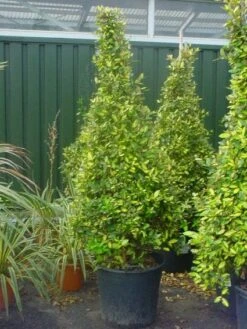 Olijfwilg (Elaeagnus Pungens 'Maculata') -Tuinplanten Winkel 20101213142937 7